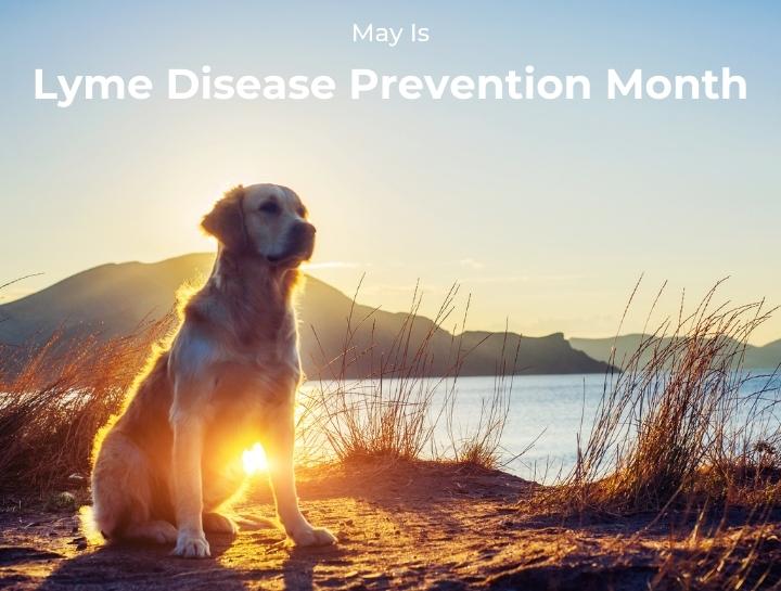 Lyme Disease Prevention
