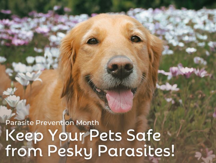 Keep Your Pets Safe from Pesky Parasites!