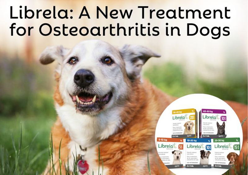 Carousel Slide 9: Librela: Treatment for Osteoarthritis