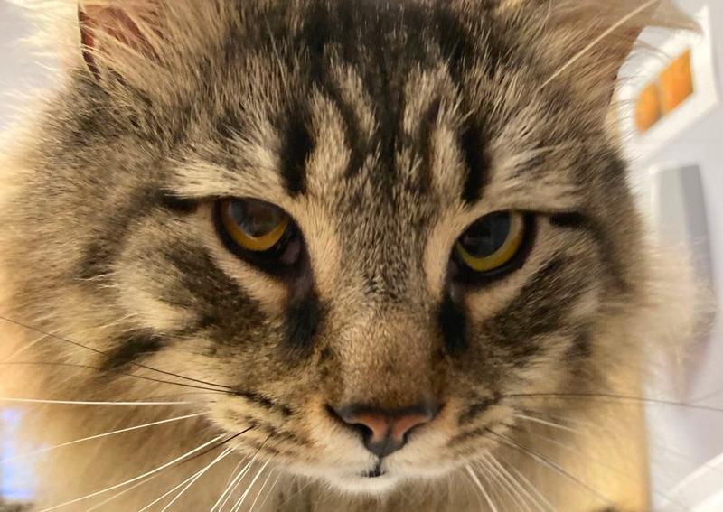 Carousel Slide 4: Cat Wellness