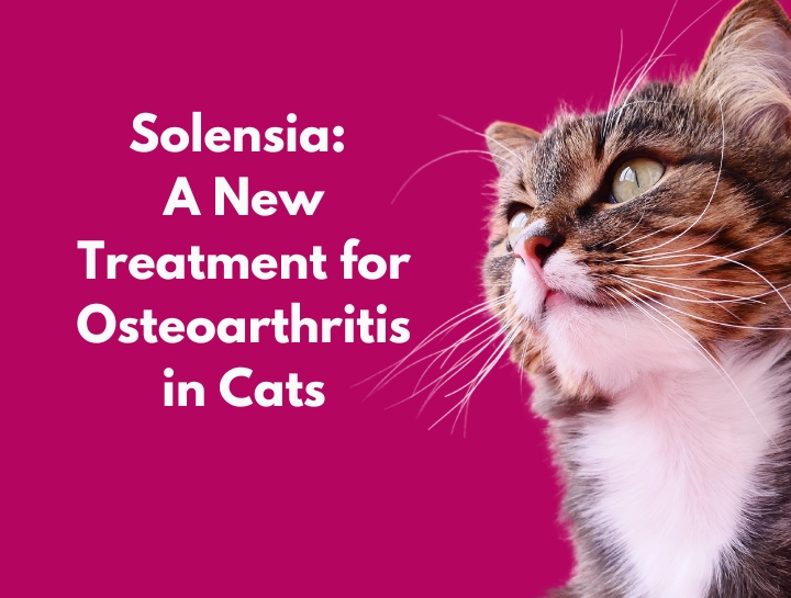Solensia: A New Treatment for Osteoarthritis in Cats